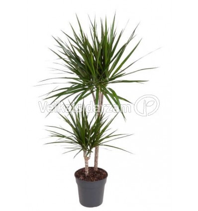 DRACĒNA (DRACAENA) MARGINATA 24Ø 120H