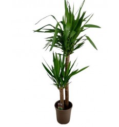 JUKA (YUCCA) 24Ø140H