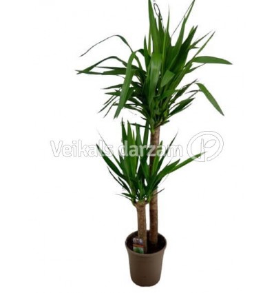 JUKA (YUCCA) 24Ø140H