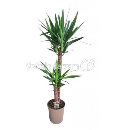 JUKA (YUCCA) 24Ø140H