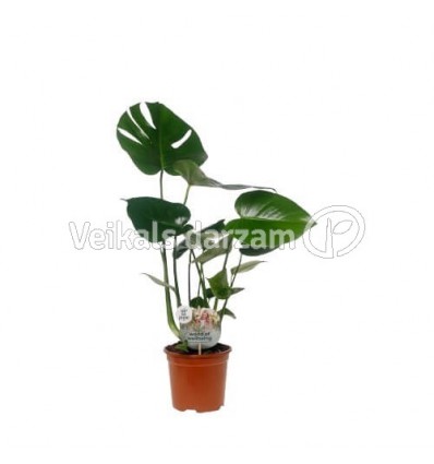 MONSTERA DELICIOSA 14Ø55H