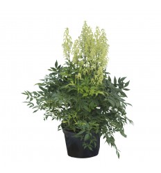 ASTILBE VERONICA KLOSE