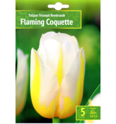 TULPES FLAMING COQUETTE