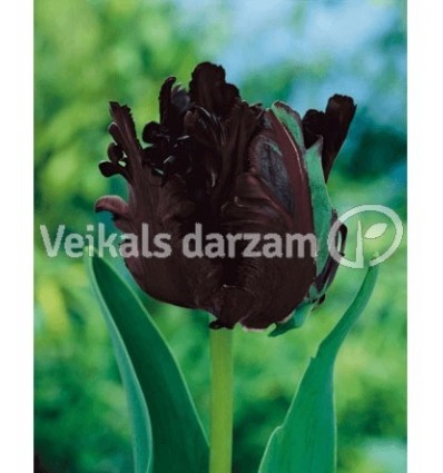 TULPES BLACK PARROT