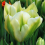 TULPES SPRING GREEN