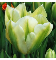 TULPES SPRING GREEN