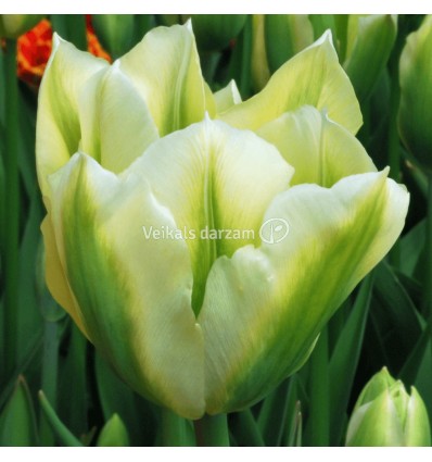 TULPES SPRING GREEN