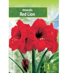 HIPEASTRI AMARYLLIS RED LION