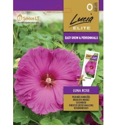 MUSKATA HIBISKS LUNA ROSE