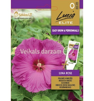 MUSKATA HIBISKS LUNA ROSE